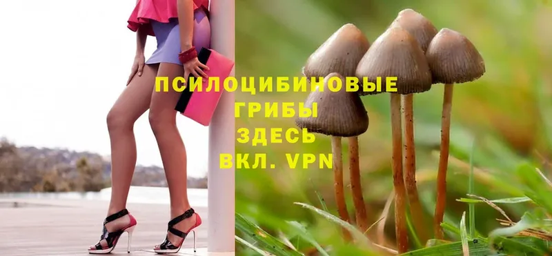 Галлюциногенные грибы Cubensis  как найти закладки  Сковородино 